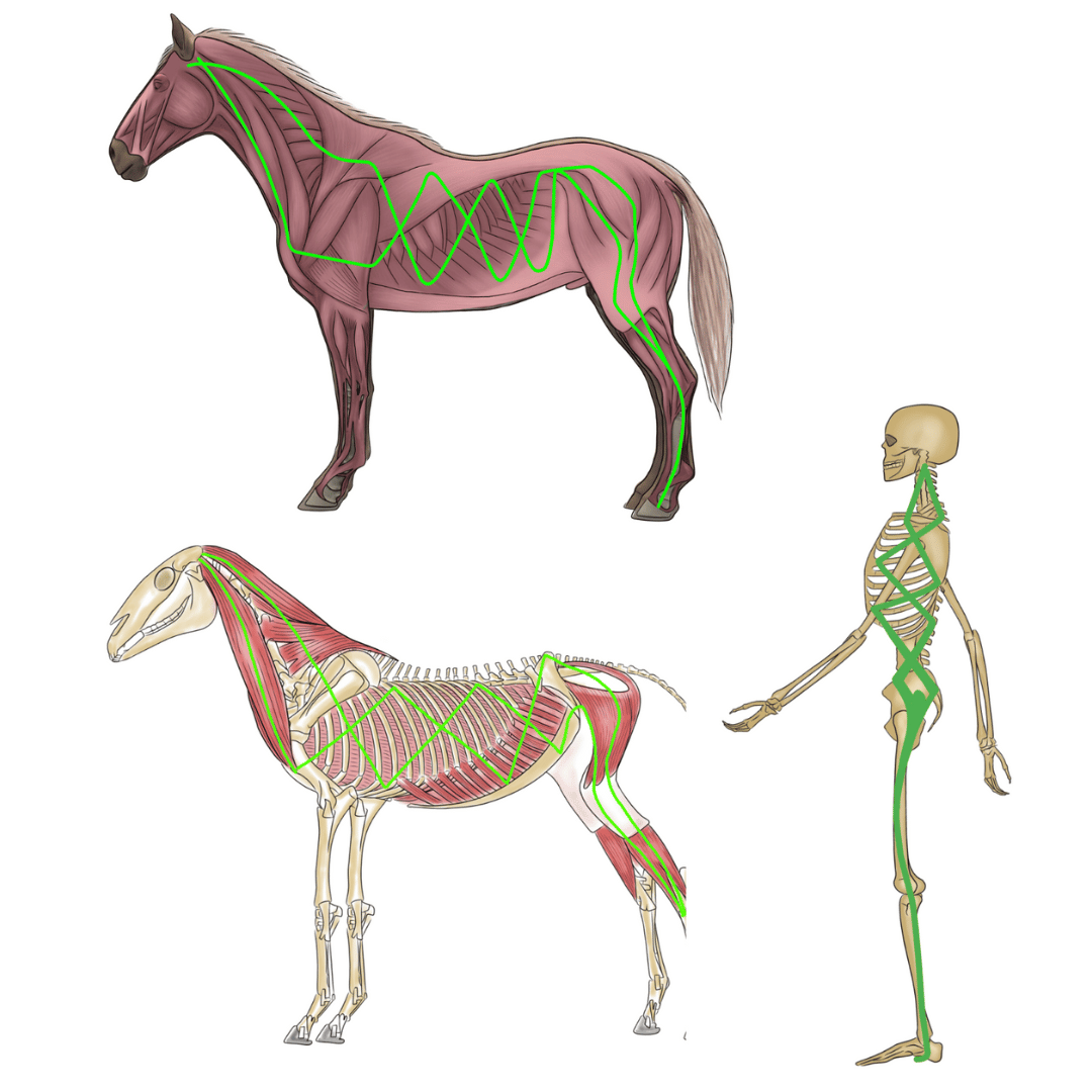 Myofasziale-Leitbahnen-Pferd
