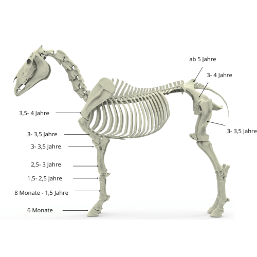 Wachstumsfugen beim Pferd