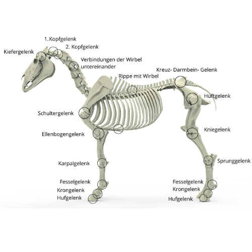 Gelenke des Pferdes: Wichtiger Aufbau und entscheidende Funktionen