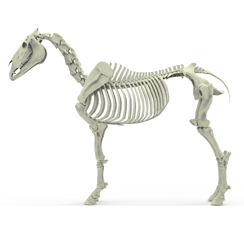 Pferdeanatomie Pferdeskelett
