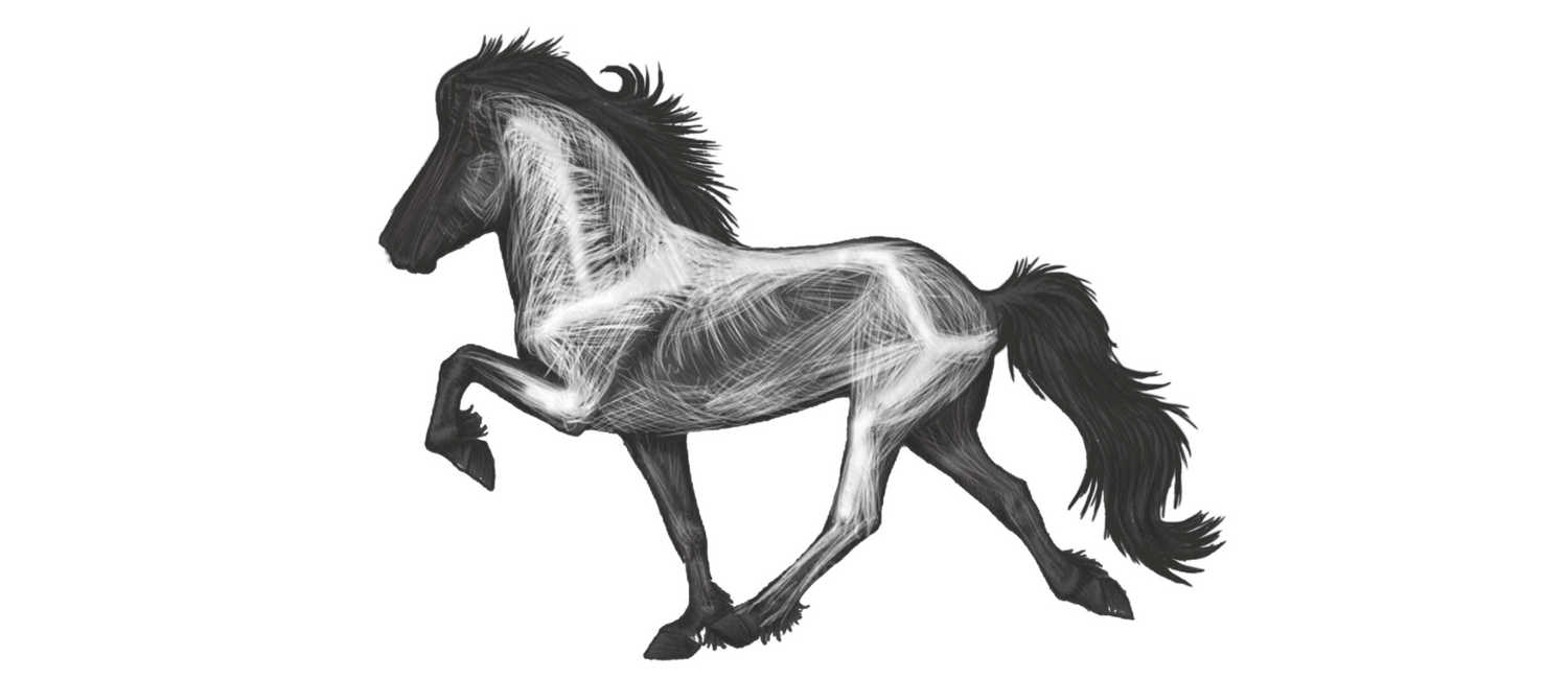 Faszie Faszien Pferd Faszienrolle Pferd