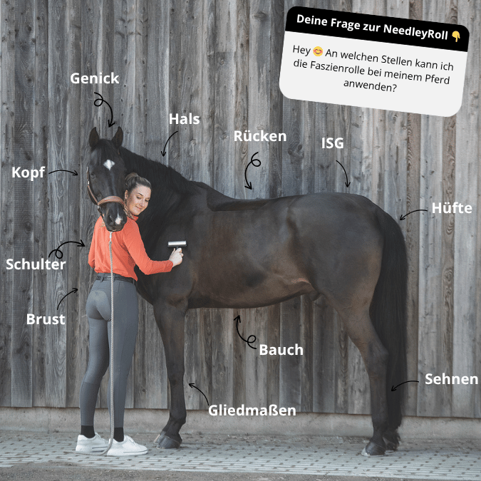 NeedleyRoll Mini Fascia Roller – Parfait pour les petits chevaux et les chiens