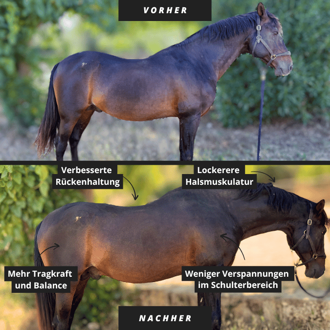 NeedleyRoll Faszienrolle – Für Pferde und Kleinpferde entwickelt