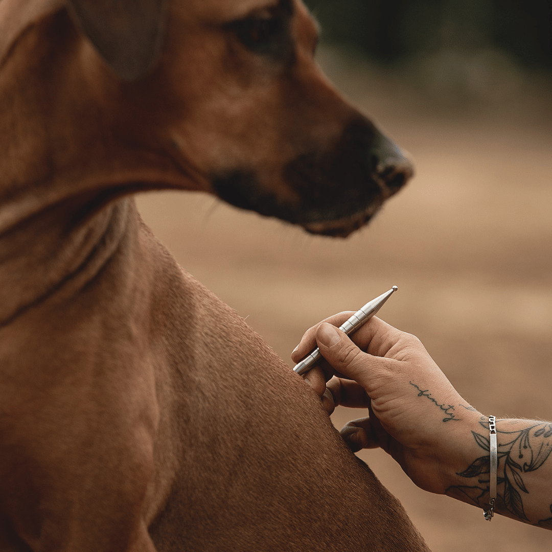 EquiStäbchen: Your horse therapist and acupressure stick (2 pieces)