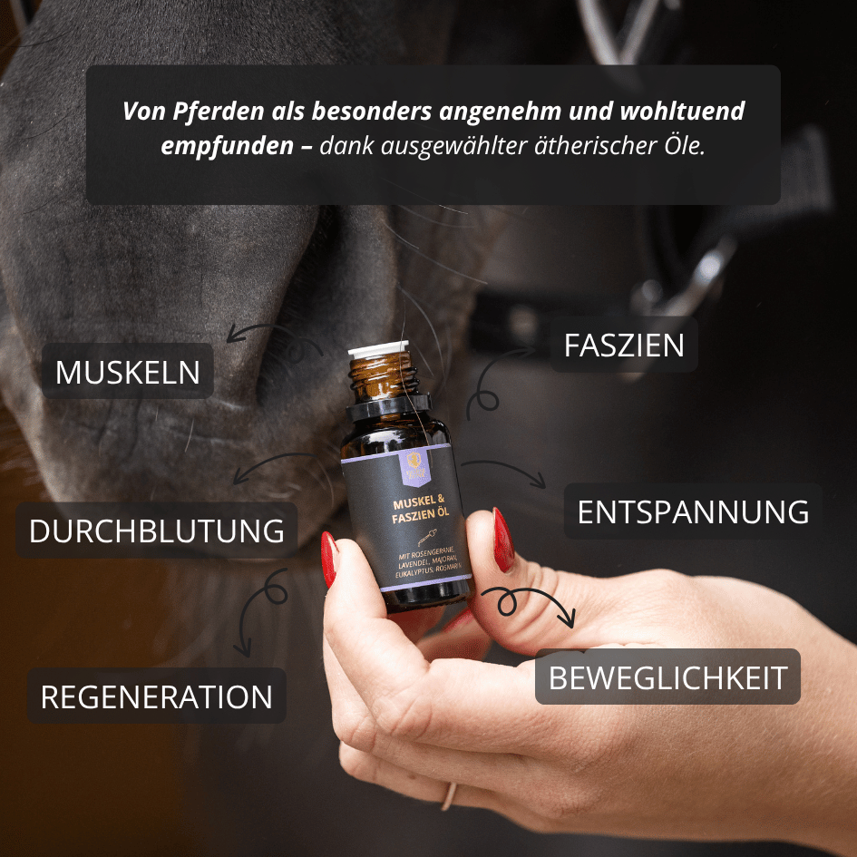 Pferdefaszien Starter Set