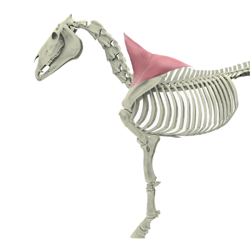Trapezmuskel Pferd