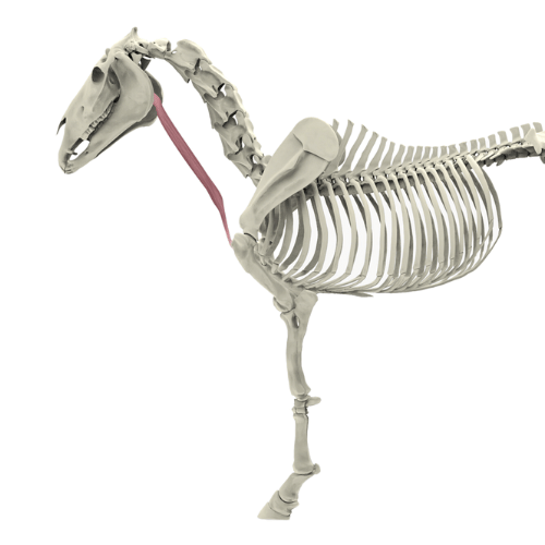 Brustbeinschildmuskel M. sternothyreoideus Pferd