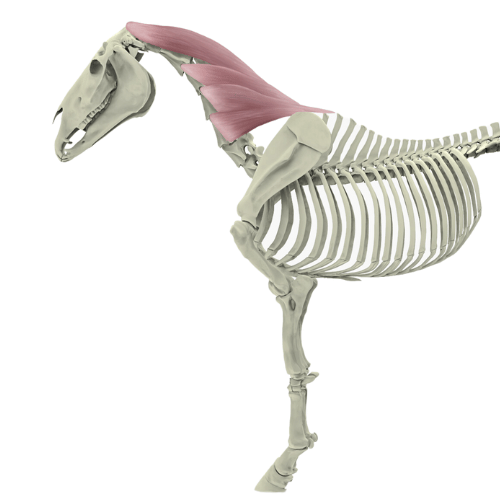 Der Riemenmuskel beim Pferd (Musculus splenius capitis)