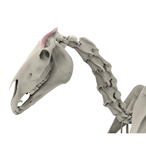 The temporalis muscle in horses: Important functions and possible prob