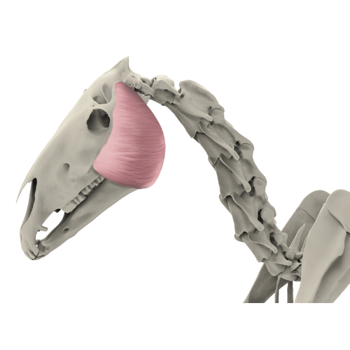 Der äußere Kaumuskel (Musculus masseter) beim Pferd: