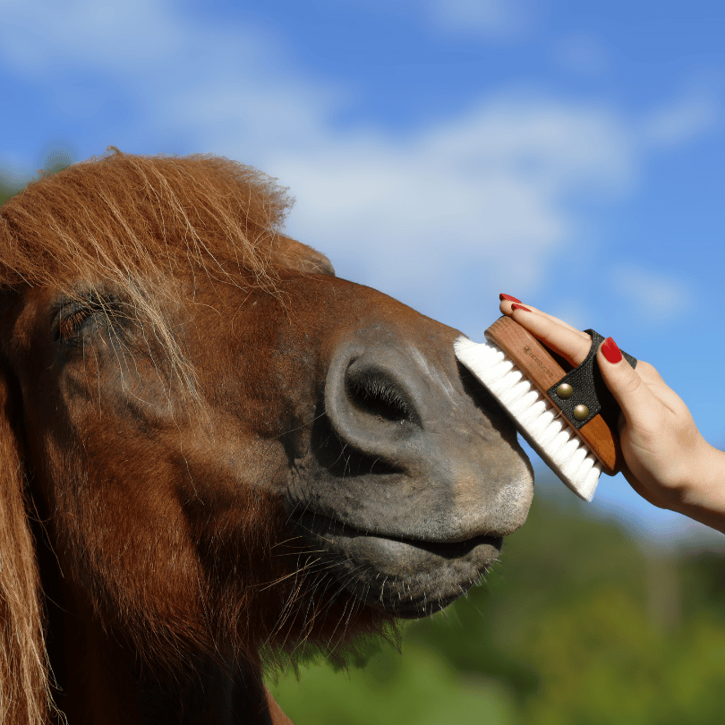 Kopfbürste Pferd Ziegenhaar
