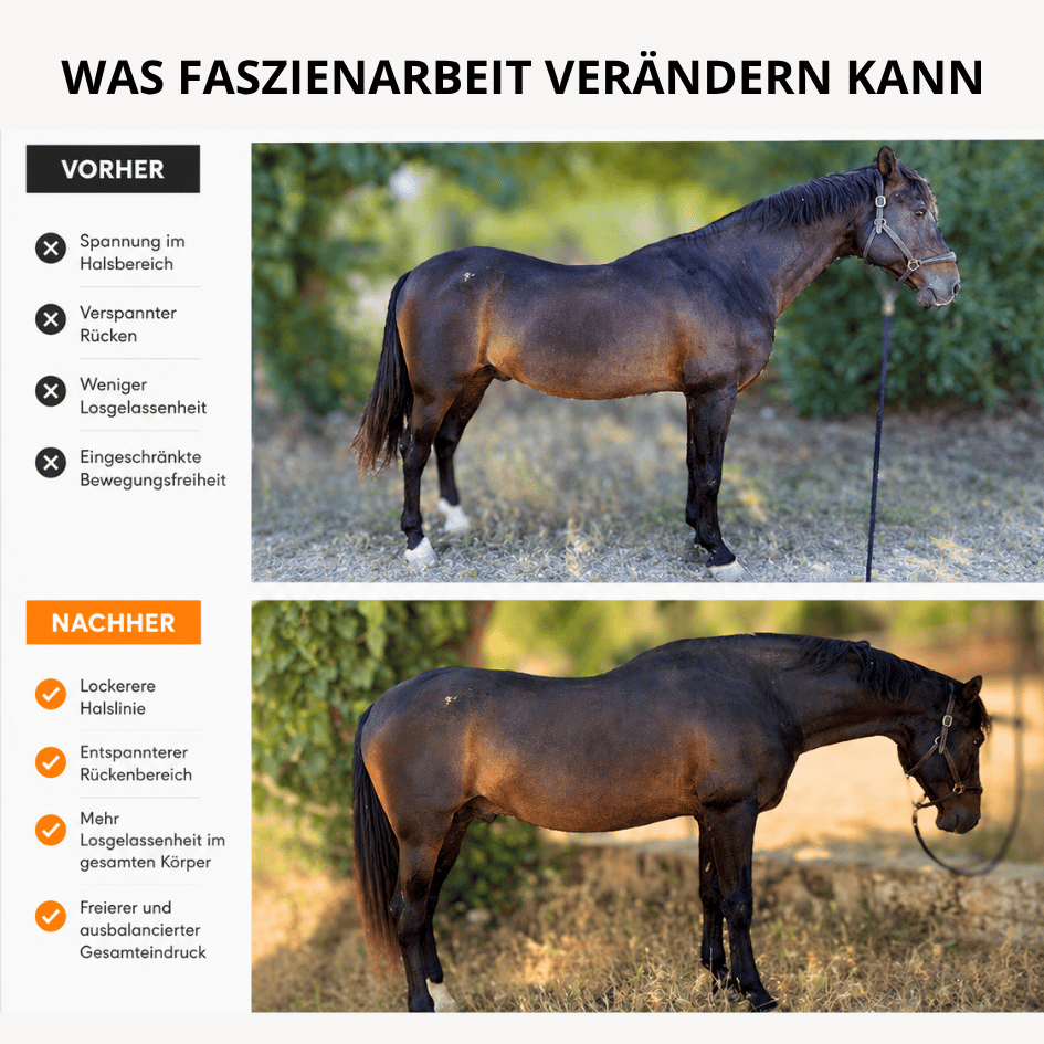Pferdefaszien Starter Set