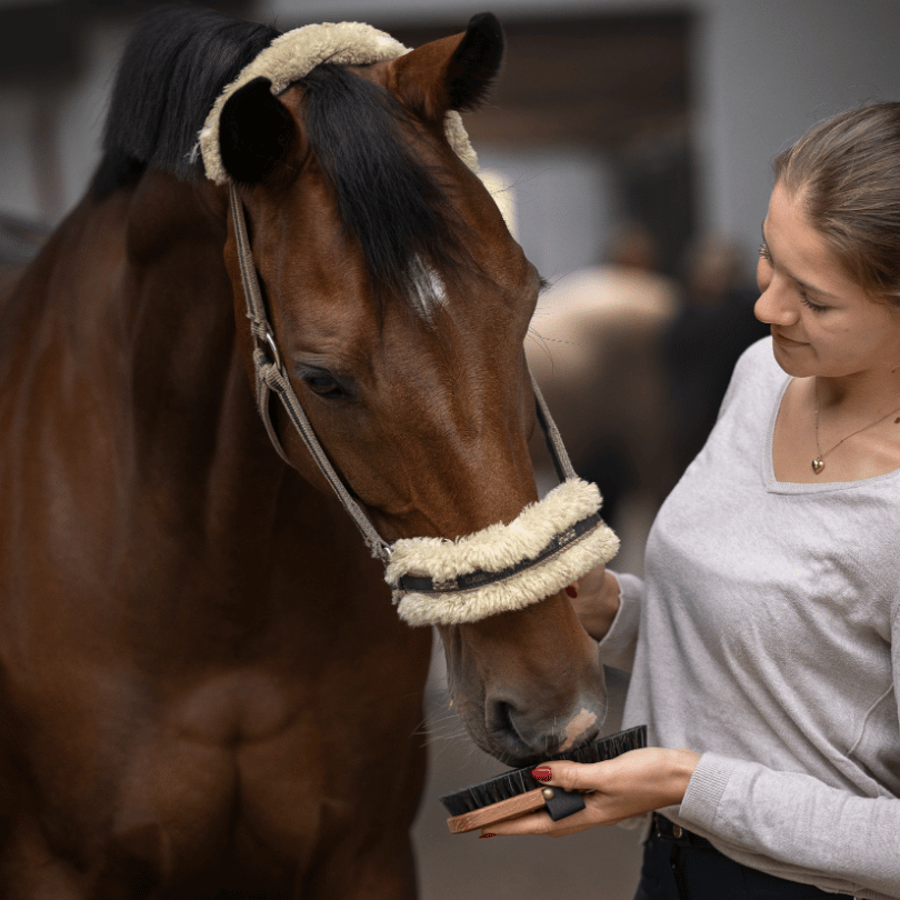 Personalisierte 2-in-1 Rosshaar Kardätsche Premium