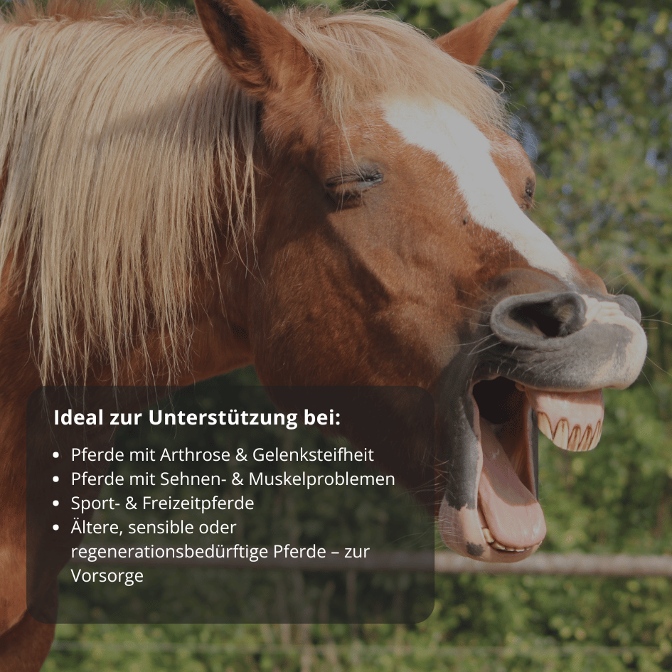 Gelenke- & Sehnen Öl für Pferde 15ml
